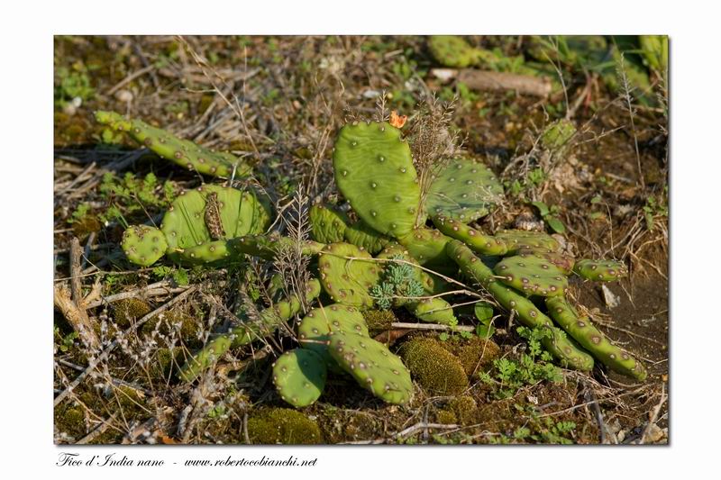 Opuntia  vulgaris / Fico d''India nano